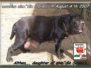 Althea by mastino sine^die italia,,, owner Giuseppe La Parola,,, oxo 04 Agosto 2007