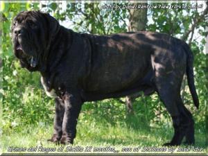Ermes 12 months son of Siciliano,