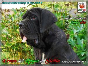 Ermes del Regno di Sicilia,, son of Siciliano by Sine^die,, 16 July 2008,