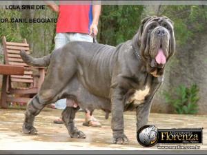 Lola Sine^die,,, del Regno di Sicilia,,,,