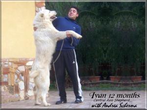 Ivan,,, Central Asia Shepherd oo4