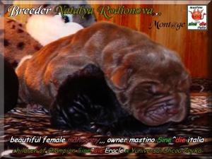 Cuccioli Natalya Rodionova figli di Sine^die Eracle,,,,,