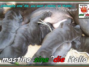 filosofia sine^die,,, allattamento,,,