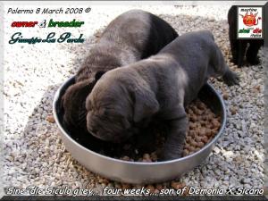 Cuccioli Sine^die Demonia x Sicano,,, Palermo 8 March 2008,,,