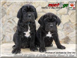 Cuccioli del Regno di Sicilia figli di Siciliano by Sine^die breeder Gianni Di Blasi