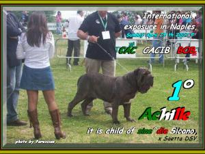 Achille figlio di sine^die Sicano,,, excellent - CAC - CACIB - BOB   Expo int. Napoli,,,