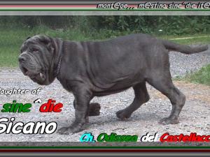 Ch. Odissea del Castellaccio figlia di sine^die Sicano