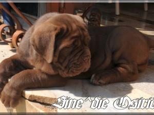 Sine^die Osiride 45 days,,