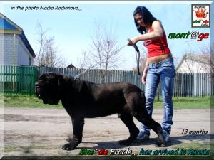 Sine^die Eracle,,, 13 months,,, has arrived in Russia,,,