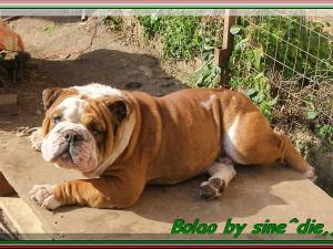 Bolao by sine^die