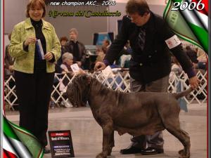 Nirvana del Castellaccio,,, new ch. Akc 2006