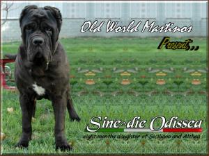 Sine^die Odissea otto mesi