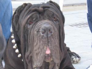 Guaglione by Zambrano Roberto - 3