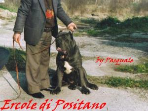 ercole di positano -