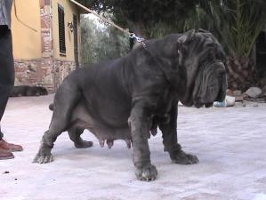 PERLA8