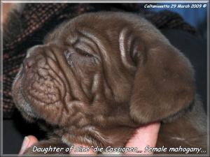 Graziano e  Sine^die Puppy  mahogany,,,,
