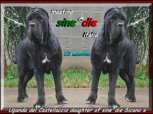 Uganda del Castellaccio. children of sine^die Sicano in the World. ooo