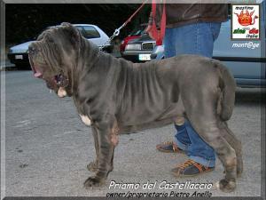 Priamo del Castellaccio,, owner Anello Pietro, mont@ge mastino sine^die italia,,, x Giuliano