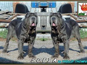 SOFIA,,, by PHILLIP THOMPSON