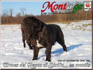 Ermes son of Siciliano 8 march 2010,,