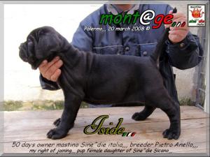 cuccioli di Sine^die Sicano x Cresta,,, owner & breeder Pietro Anello,
