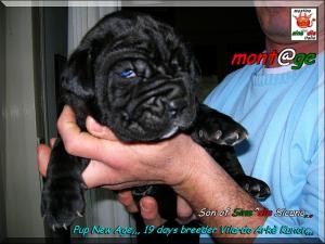 Cuccioli Vilardo Arke Kunon,