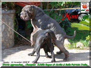 Champion Achille & Bella,,,