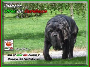 Ch. Otreo del Castellaccio children of sine^die Sicano xo