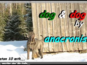Akhenaton 10 mth by anacronismo sweden,,,