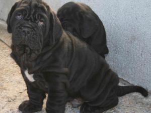 Cachorros rayna y bliss 1 mes06