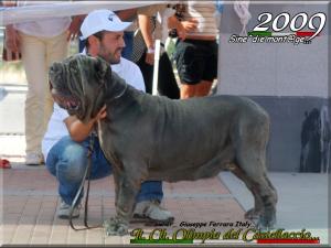 It. Ch. Olimpia del Castellaccio,,,