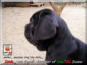 Iside,,, Daughter of Sine^die Sicano 2 months,,