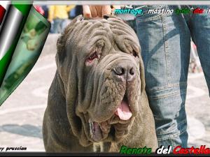 Renato del Castellaccio,,,