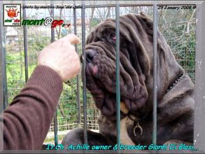 Ch.It. Achille owner & breder,,, Gianni  Di Blasi,,, son of SinE^die Sicano,,,