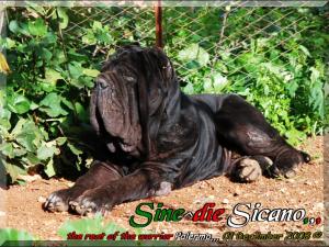 Sine^die Sicano,,, 01 December 2008,