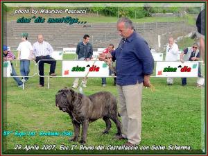 Ercolano, 28 Aprile 2007, raduno mastino napoletano classe giovane maschi Bruno del Castellasccio,,,
