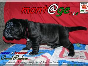 Cucciolo female 18 days,,, owner & breeder  Daniel Renfrow,,,
