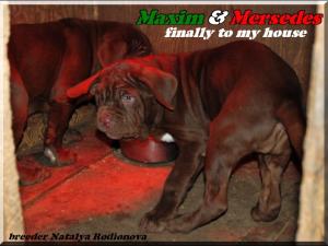 Maxim & Mersedes