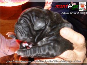 Cuccioli Di Siciliano By Sine^die x Calliope by Di Blasi,,, 17 March 2008