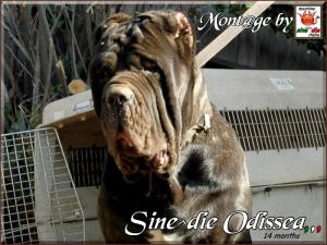 Sine^die Odissea 14 months