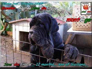 Sine^die Eracle,,, 12 months son of Sicano breeder mastino Sine^die italia