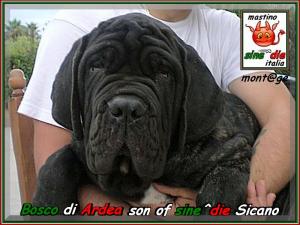 Bosco di Ardea figlio di sine^die Sicano,,,,