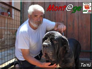 Taitu owner breeding,,, mastino Sine^die italia,,,,