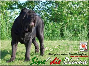 Sine^die Divina orig oo2,