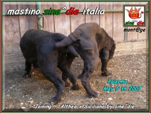 Joining,,, Althea x Siciliano by sine^die,,, ooo