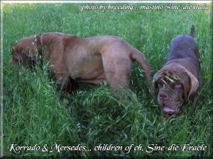 Korrado e Mersedes children of champion Sine^die Eracle