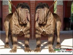 Bruno del Castellaccio son of Italian Ch. Achille,,