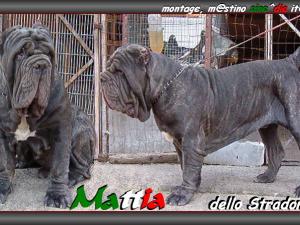 Mattia dello Stradone