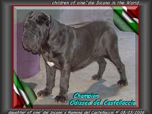 Ch. Odissea del Castellaccio 730 daughter of sine^die Sicano xz