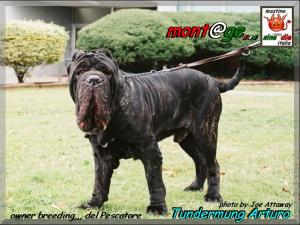 Thundermung Arturo,,,, mont@ge mastino sine^die italia,